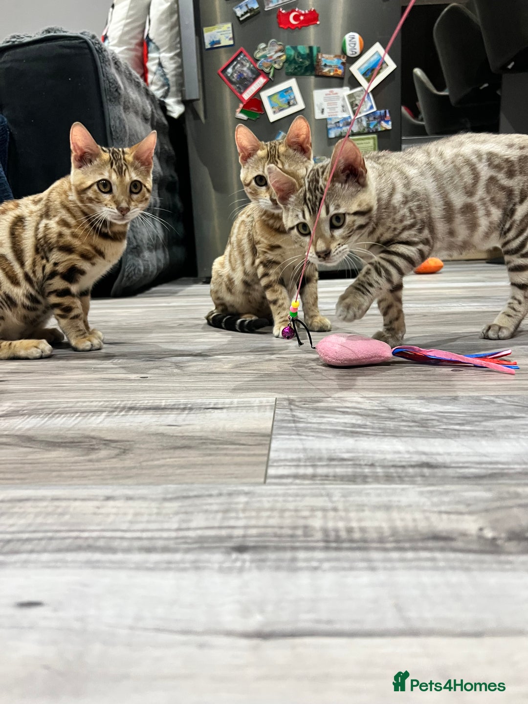 Bengal cats for sale: Stunning TICA 5 Generation Pedigree Kittens - Image 14
