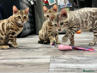 Bengal cats - Advert 2