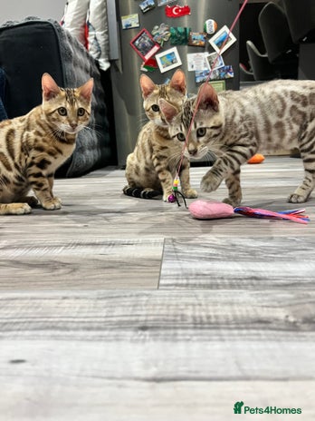 Bengal cats - Advert 4