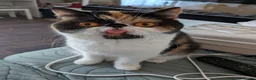 Exotic cats for sale: Beautiful exotic kittens - Advert 2