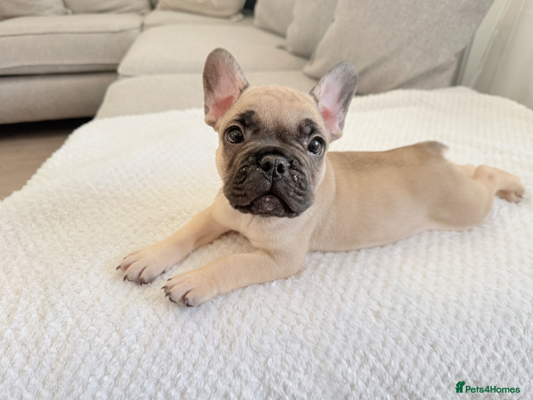 French Bulldog dogs **ONLY 2 LEFT**7 stunning French bulldogs  - Advert 15