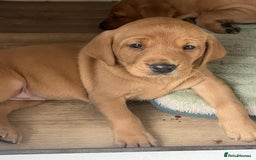 Labrador Retriever dogs for sale: Exceptional breed Labradors - Image 3