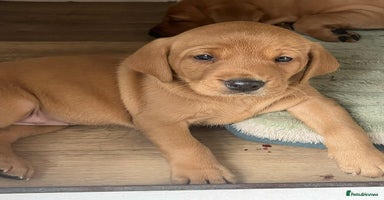 Labrador Retriever dogs - Advert 6
