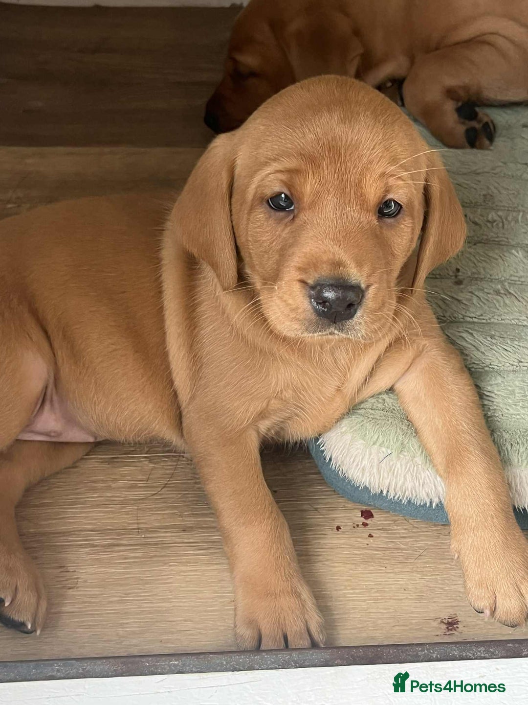Labrador Retriever dogs for sale: Exceptional breed Labradors - Image 3