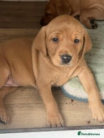 Labrador Retriever dogs - Advert 5