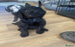 Mixed Breed dogs for sale: F1 Borderpoos - Image 9