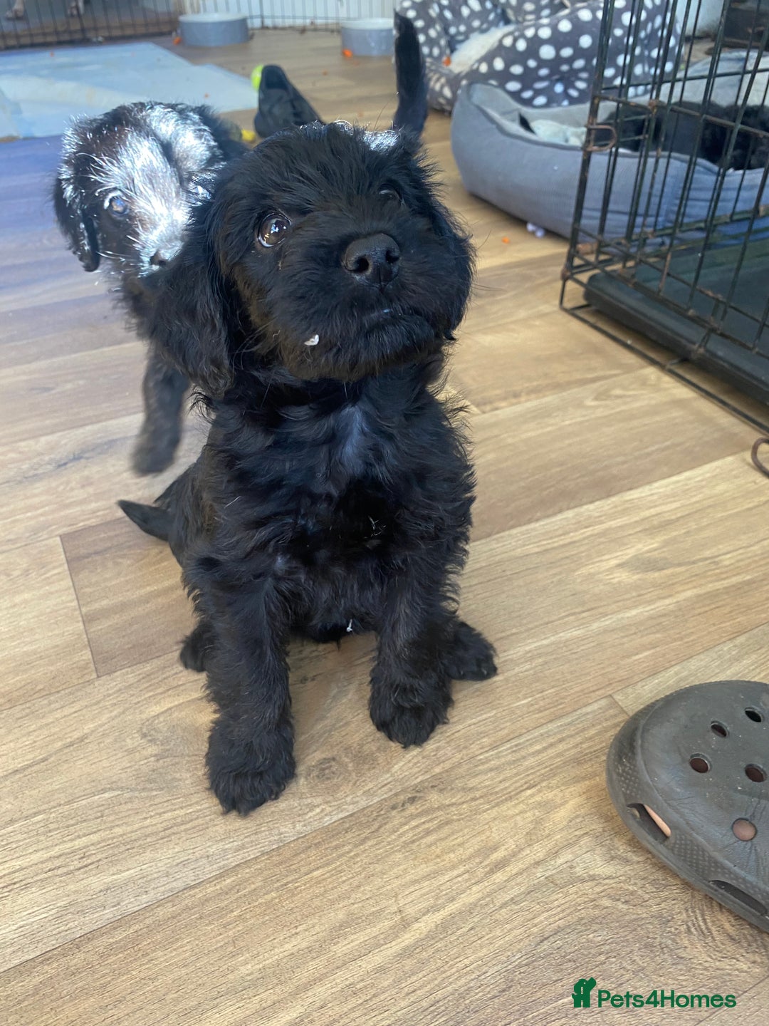 Mixed Breed dogs for sale: F1 Borderpoos - Image 9