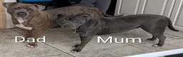 Mixed Breed dogs for sale: Blue Staffordshire Bull Terrier pups  - Advert 9