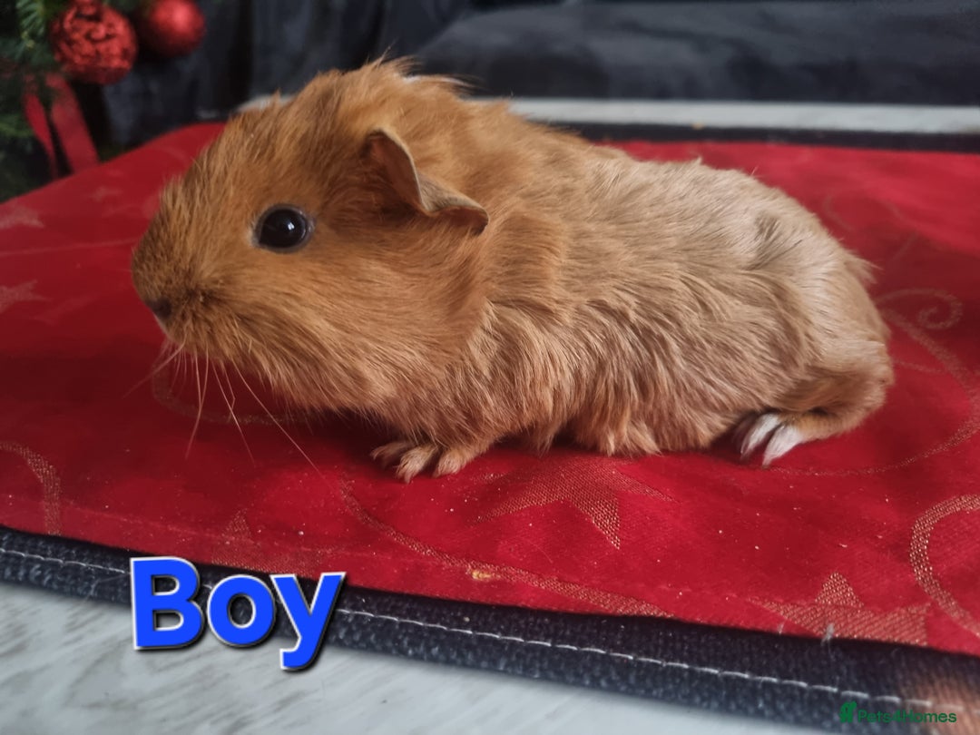 Guinea Pig rodents for sale: Guinea pigs for sale £25 each  - Advert 6