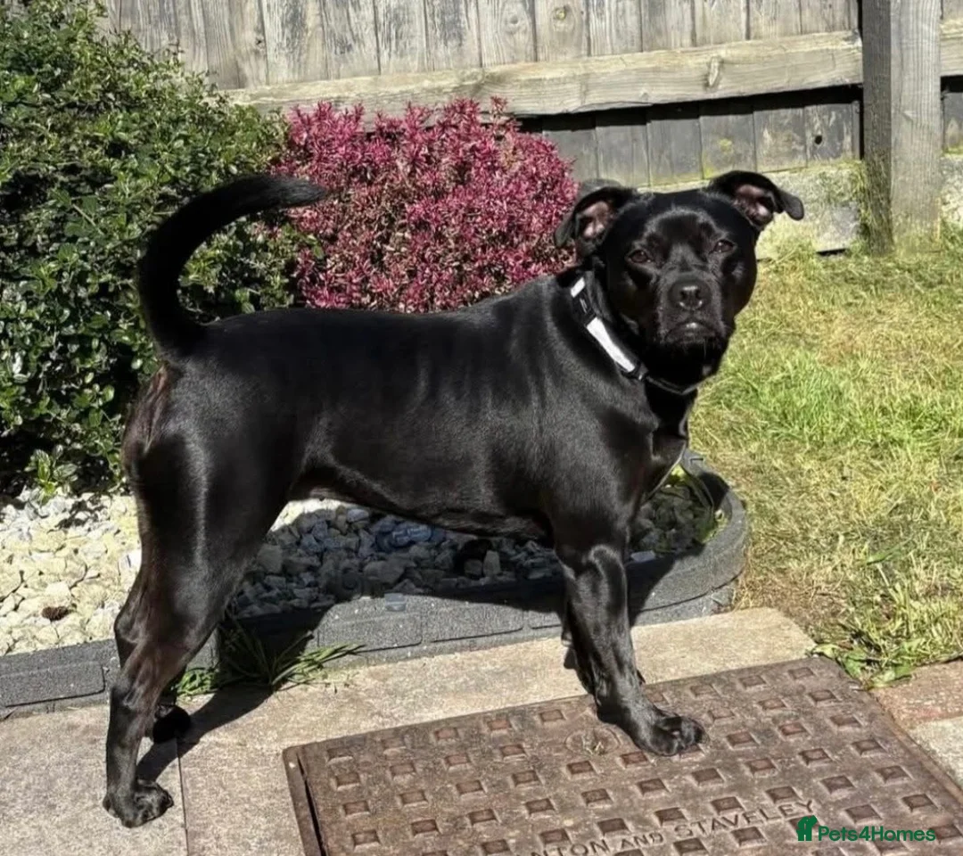 Mixed Breed dogs for sale: Millie  in Birmingham - Advert 1