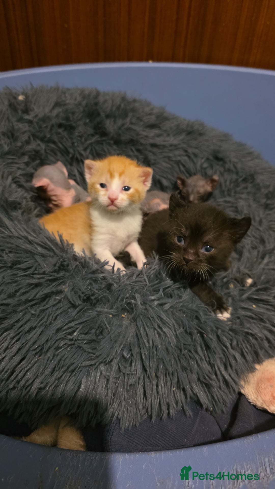 Mixed Breed cats for sale: Adorable Male Kitten – Sphynx x Devon Rex Cross - Advert 15