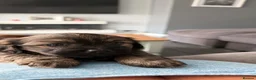 Mixed Breed dogs for sale: Schweenie puppy left looking for her forever home in Neath - Advert 7