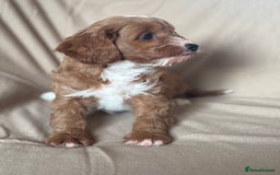 Cavapoo dogs for sale: F1 CAVAPOO PUPPIES - Image 3