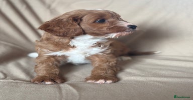 Cavapoo dogs - Advert 8