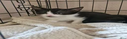 British Shorthair cats for sale: 3 beautiful kittens all black and white in colour - Advert 6