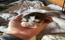 Cocker Spaniel dogs for sale: Exceptional litter of Show Type Cocker Spaniels - Image 3