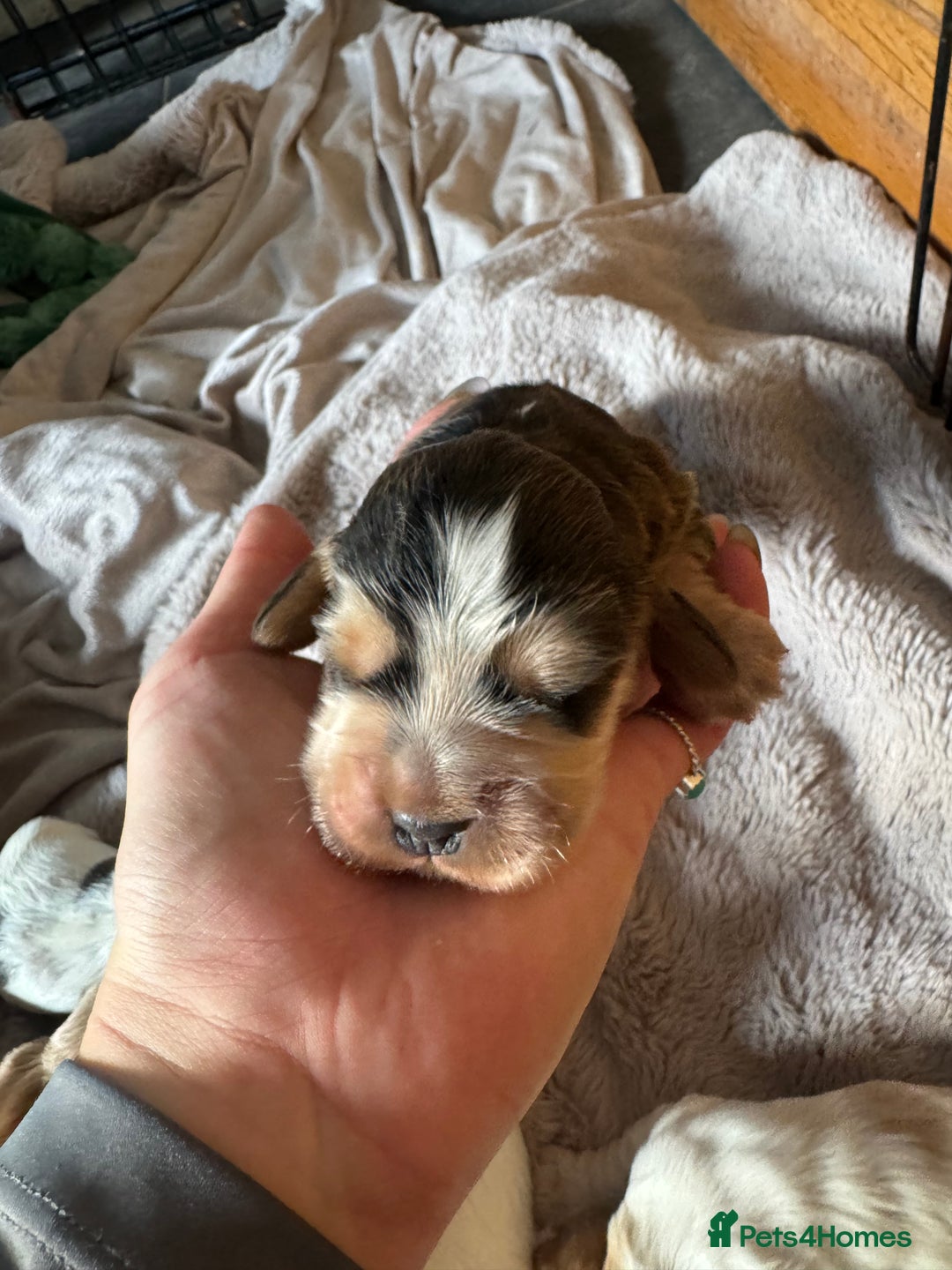 Cocker Spaniel dogs for sale: Exceptional litter of Show Type Cocker Spaniels - Image 3