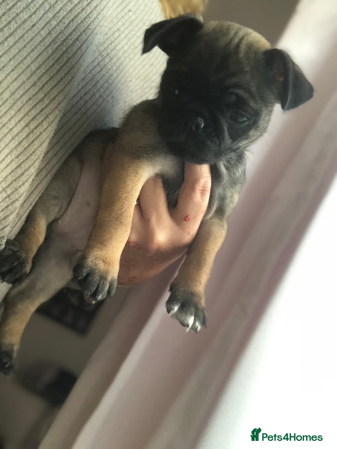 Pug dogs for sale: Rare apricot fawn female pug puppy ready now  - Advert 28