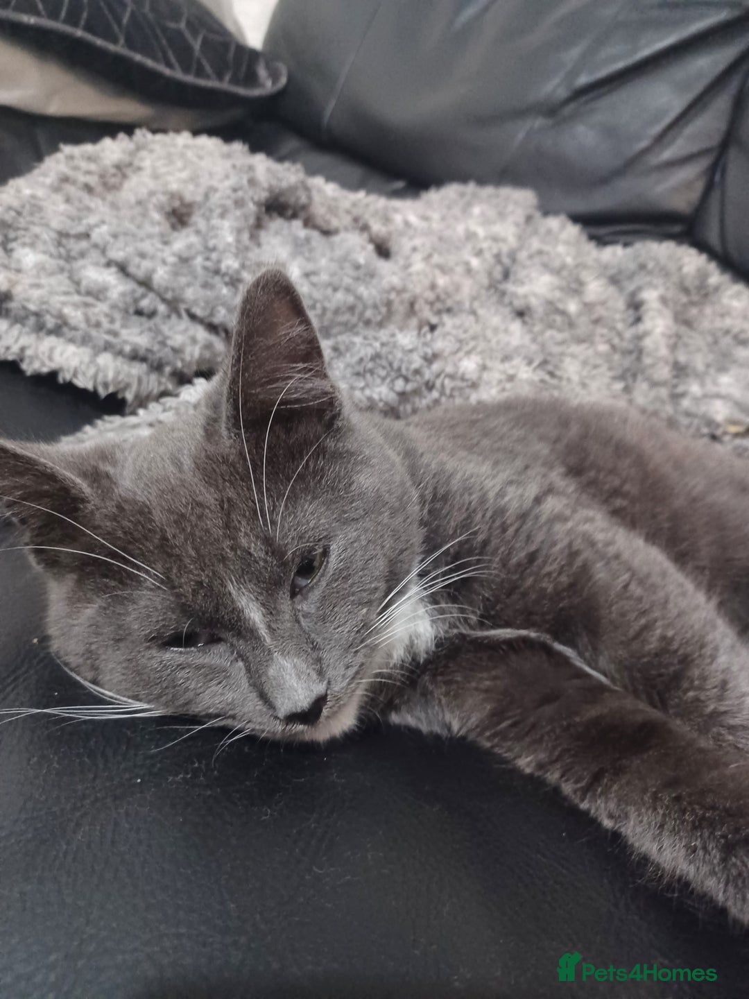 Ragdoll cats for sale: Buddy - Image 2