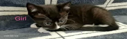 Mixed Breed cats for sale: 6 Beautiful Kittens - Advert 5