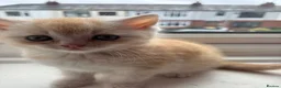 Mixed Breed cats for sale: Beautiful girls - Advert 8