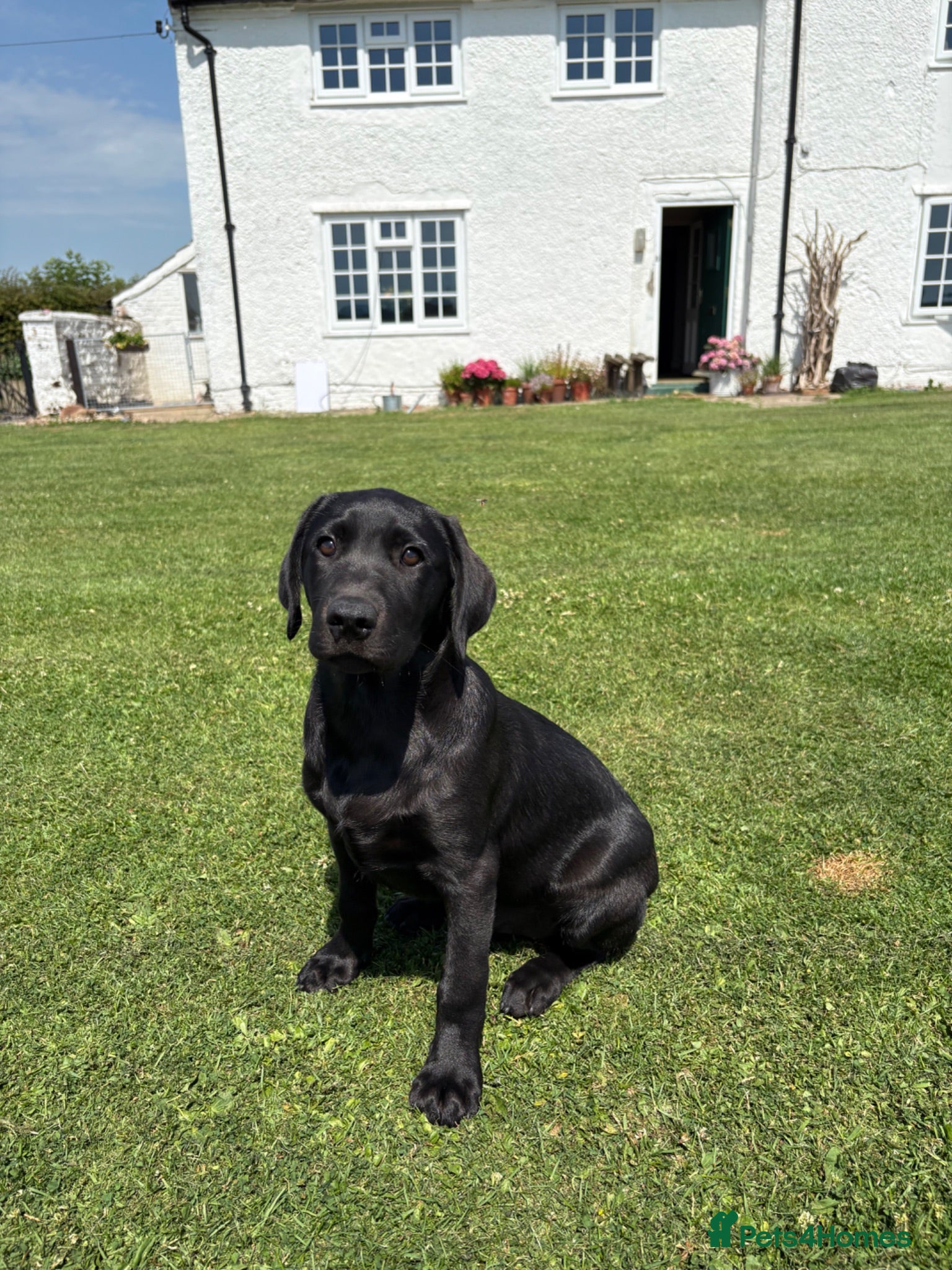 Labrador Retriever dogs KC Black Labrador Puppies - Advert 7