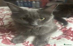Maine Coon cats for sale: 5 beautiful maine coones  - Image 36