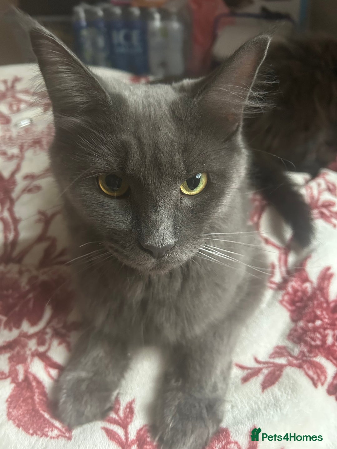 Maine Coon cats for sale: 5 beautiful maine coones  - Image 36