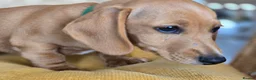 Miniature Dachshund dogs for sale: KC Registered Mini Dachshund Puppies. Rare colors - Advert 10