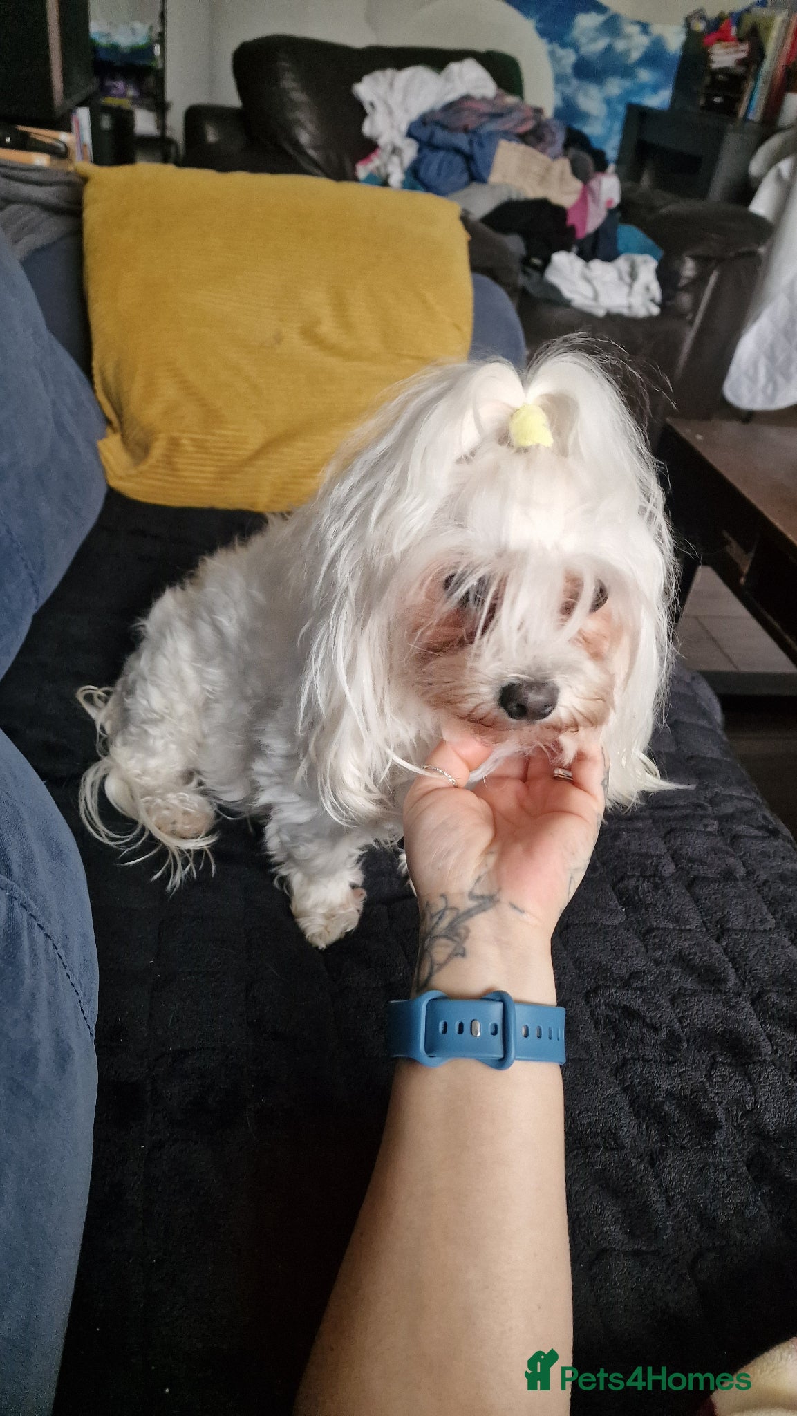 Maltese dogs for sale: Maltese puppy's - Advert 1