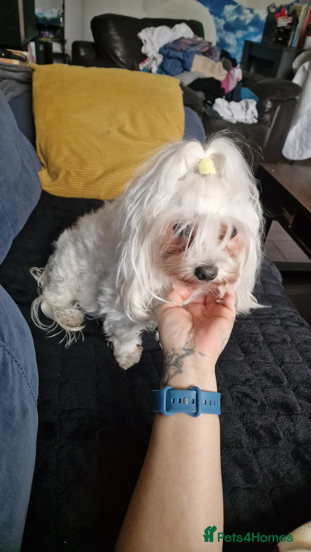 Maltese dogs for sale: Maltese puppy's - Advert 1