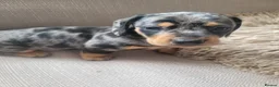 Dachshund dogs for sale: 3 beautiful dachshunds 🐶 in Doncaster - Advert 7