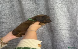Miniature Dachshund dogs for sale: Amazing Champ Bloodlines Mini Dachshunds ✨ - Image 5