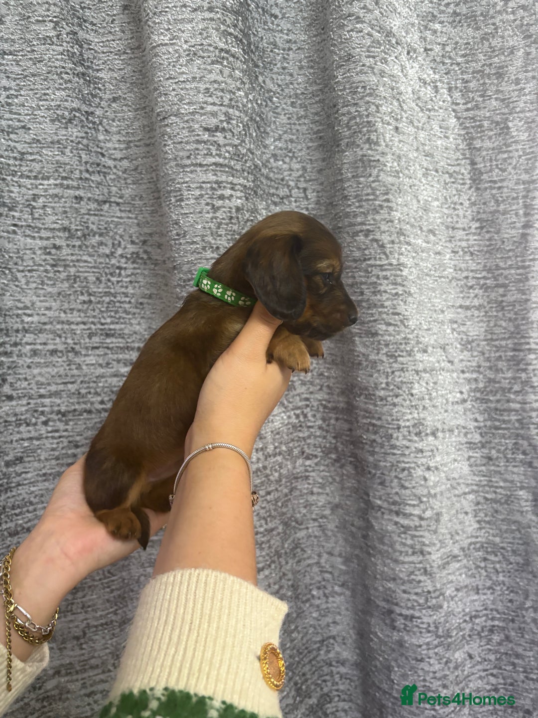 Miniature Dachshund dogs for sale: Amazing Champ Bloodlines Mini Dachshunds ✨ - Image 5