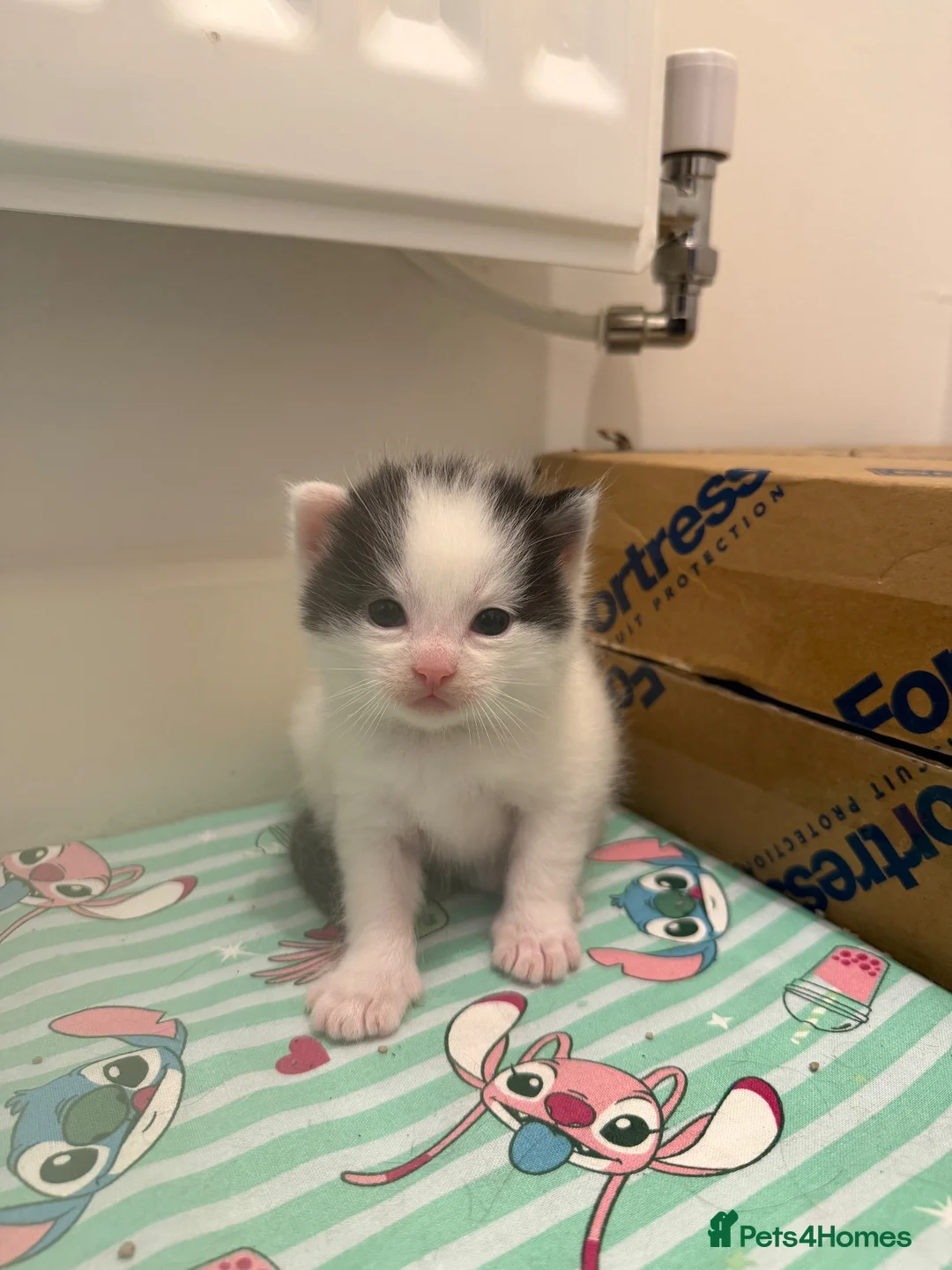 Maine Coon cats for sale: Mainecoon cross British shorthair  - Advert 1