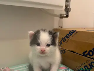 Maine Coon cats Mainecoon cross British shorthair - Advert 10