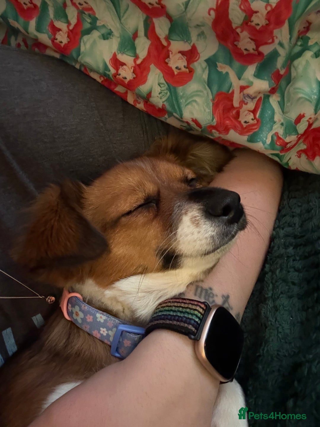 Mixed Breed dogs for sale: Pip- Pom Jack - Advert 2