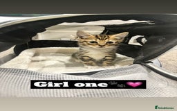 Mixed Breed cats for sale: 4 kittens - Image 1