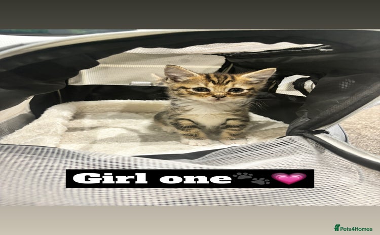 Mixed Breed cats - Advert 2