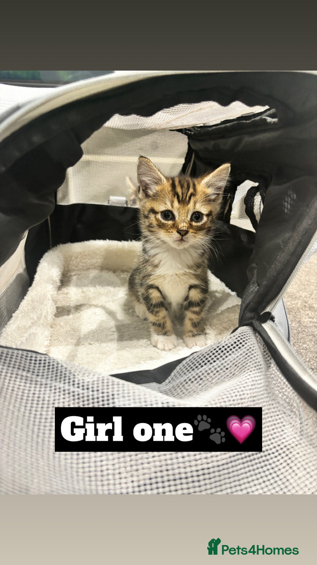 Mixed Breed cats for sale: 4 kittens - Image 1