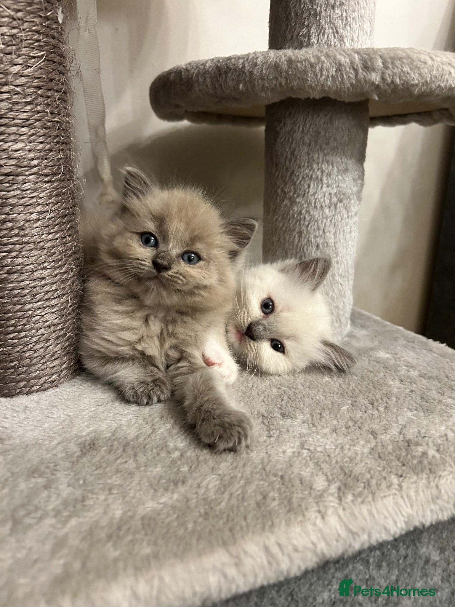 Ragdoll cats PLEASE READ 😻 NEW KITTENS 😻 READY NEXT WEEK  - Advert 1