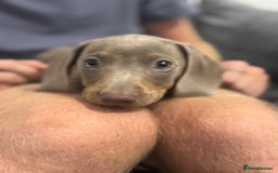 Miniature Dachshund dogs for sale: Lola and stitch the miniature dachshunds  - Image 8