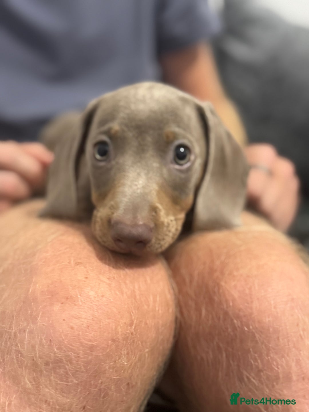 Miniature Dachshund dogs for sale: Lola and stitch the miniature dachshunds  - Image 8