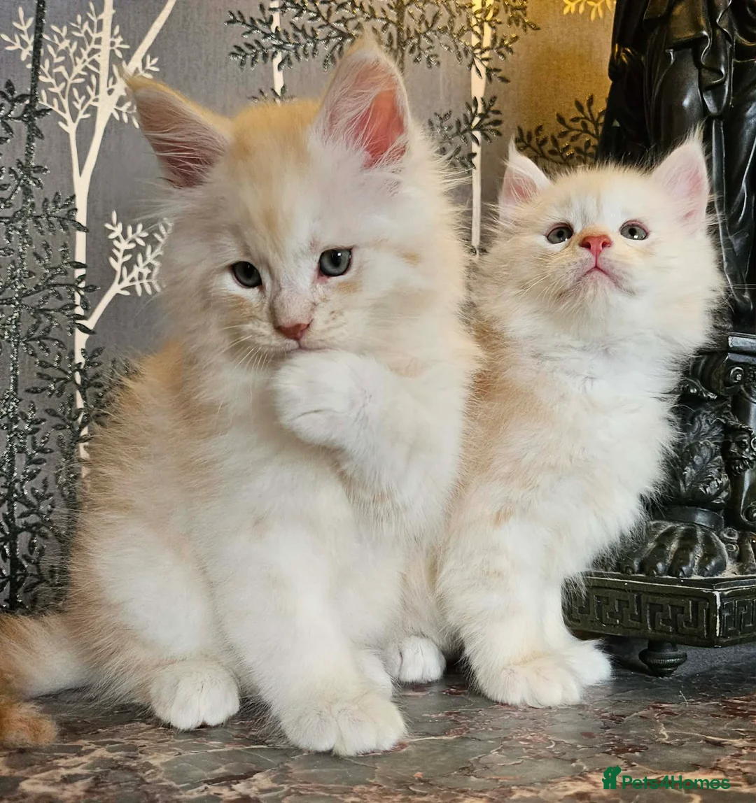 Maine Coon cats for sale: XXL Exceptional Pedigree Kittens Russian line - Advert 2
