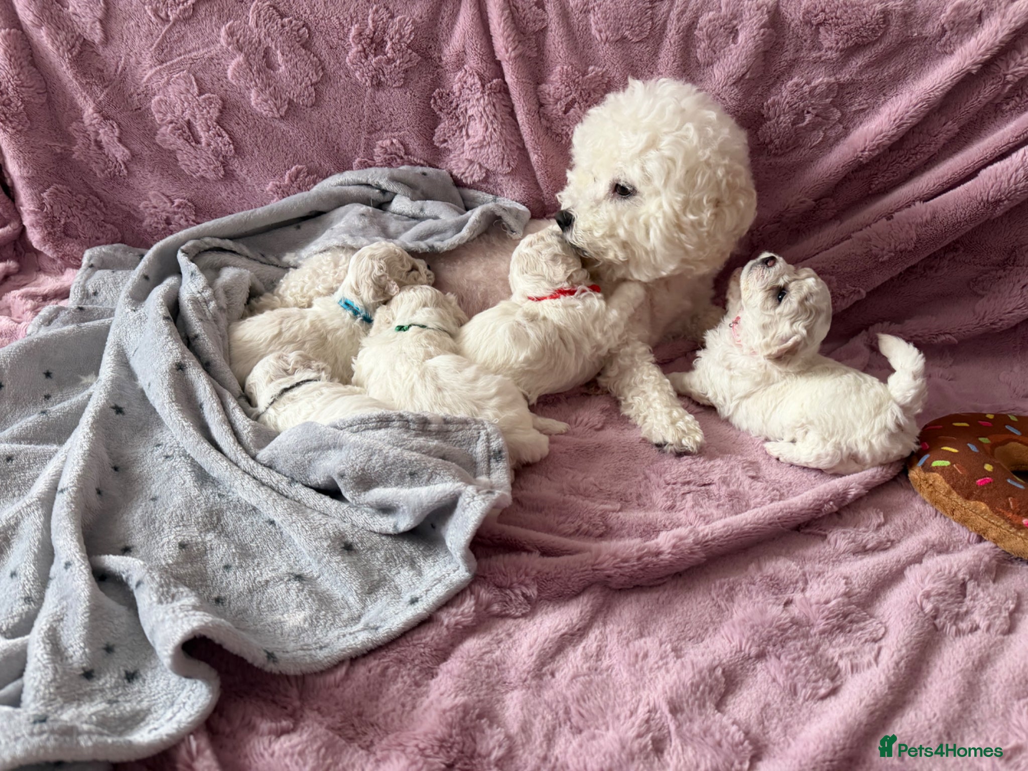 Bichon Frise dogs Pure breed Bichon Frise - 5 generation pedigree  - Advert 1