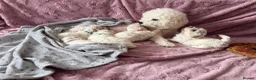 Bichon Frise dogs for sale: Pure breed Bichon Frise - 5 generation pedigree  in Burton-on-Trent - Advert 1