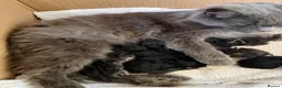 Maine Coon cats for stud: TICA Maine Coon Stud – Pedigree Lines - Advert 14