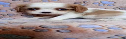 Cavalier King Charles Spaniel dogs for sale: KC health tested Cavalier king Charles spaniel,s - Advert 9