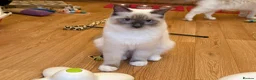 Ragdoll cats for sale: GCCF Registered Ragdoll Kittens - Advert 4