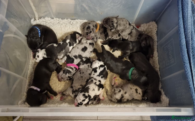 Great Dane dogs - Advert 1